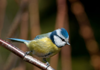Blaumeise