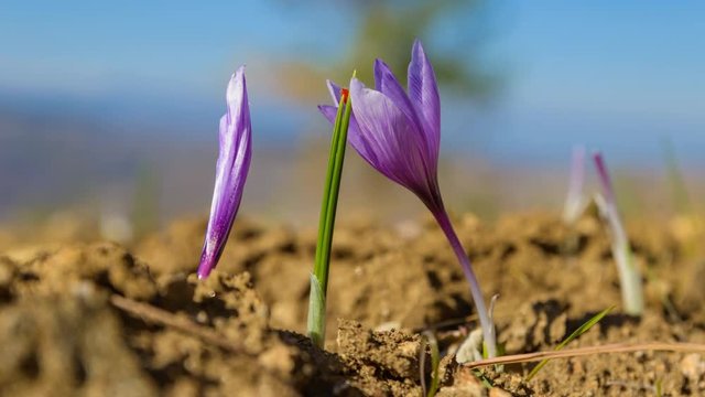 Timelapse of blooming purple saffron flowers during early morning. Crocus flower in organic Bulgarian agricultural fields on fertile soil.