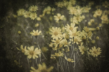 flower on black flower design