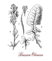 Brassica oleracea is a species of common food as cabbage, broccoli, cauliflower, kale, Brussels sprouts, collard greens, savoy, kohlrabi and kai-lan rich in vitamin C.
