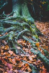Tree roots mixed together in fall season over ground