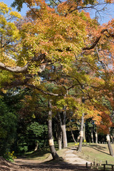 Naklejka premium 日本庭園の散策道