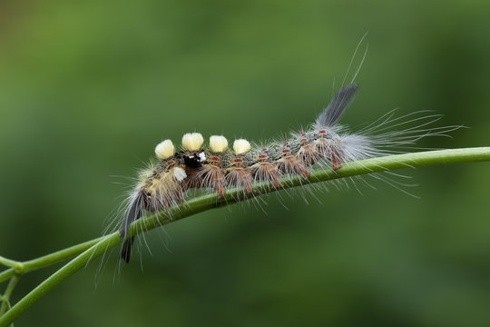 Caterpillar of Butterfly in Southeast Asia.