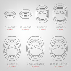 Baby First Teeth Chart