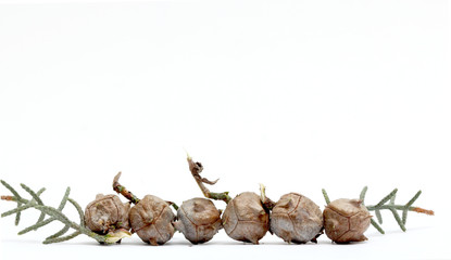 cones of a evergreen coniferous tree on white