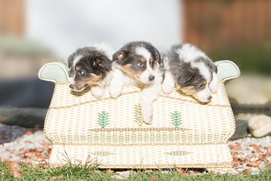 Border Collie Welpen in der Kiste