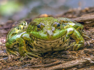 Funny green frog
