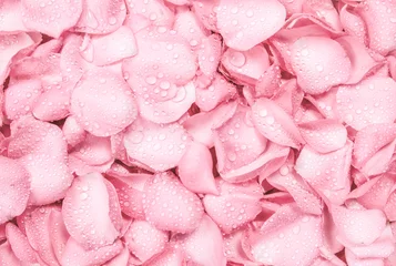 Foto auf Acrylglas the fresh light pink rose petal background with water rain drop © Cozine