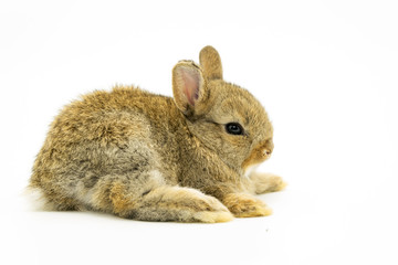 Cute Baby Brown Holland lops rabbit lie down with white background 