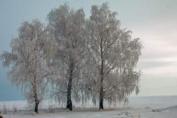 beautiful trees in the frost