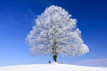 Große Linde als Einzelbaum im Winter mit Raureif