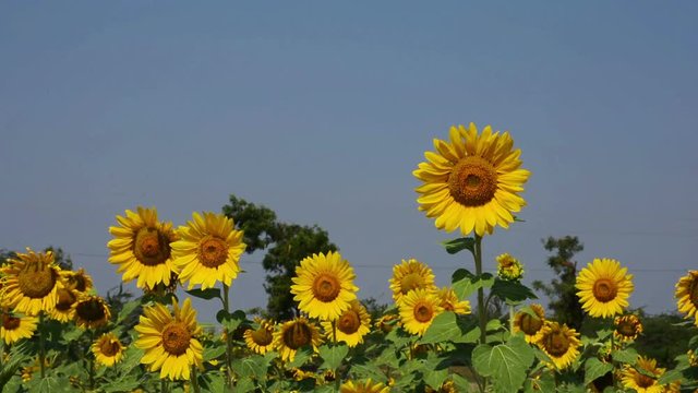 Sunflower In The Field