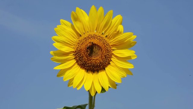 Sunflower In The Field