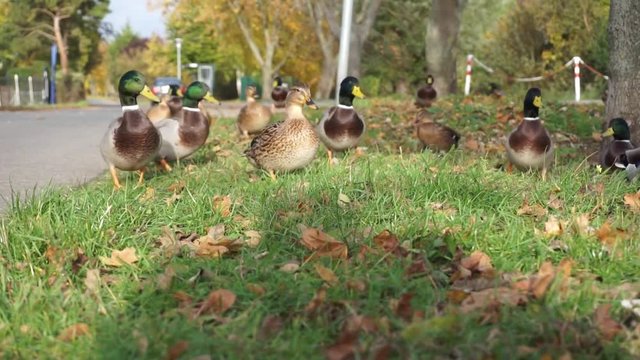 ducks in the viallage
