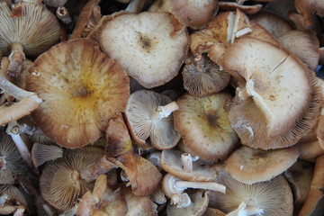 close up view on fresh bright mushrooms