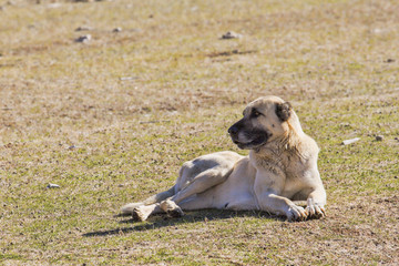 &Ccedil;oban K&ouml;peği