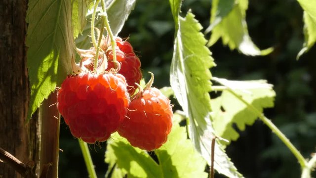 Plant vines of Rubus idaeus with healthy fruit close-up 4K 2160p 30fps UltraHD footage - European red raspberry in the garden tasty food 4K 3840X2160 UHD video 
