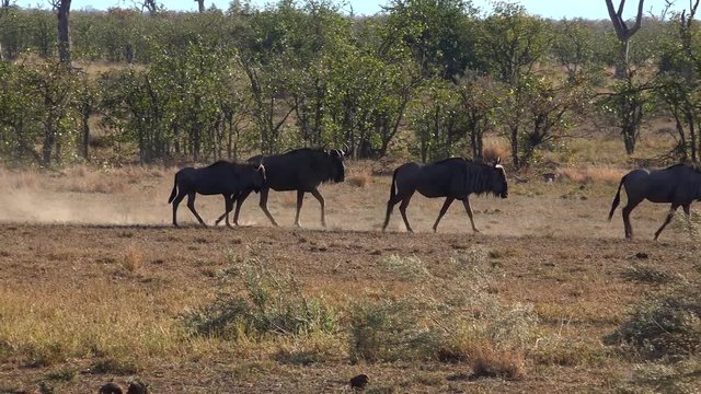 Herd of Buffalos in the african savanna as detailed 4K UHD footage