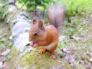 Naklejka na ściany i meble Cute squirrel eating a nut, summer fur
