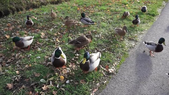 ducks top view