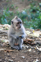 Obraz premium Balinese Monkey in Ubud Monkey forest, Bali