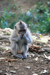 Balinese Monkey in Ubud Monkey forest, Bali
