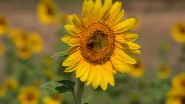 Sunflower In The Field