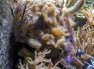 coral reef detail