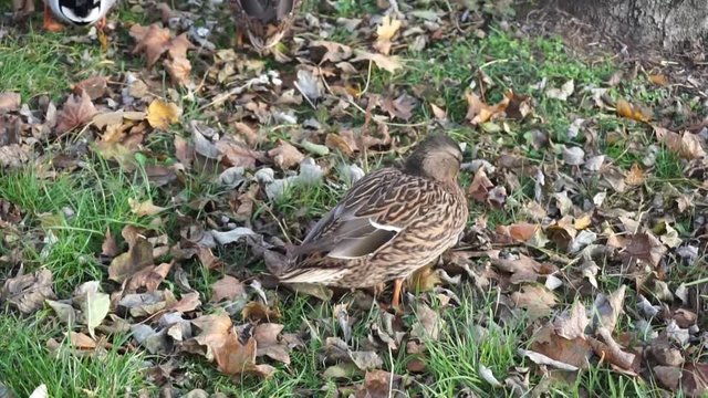 ducks on meadow in autumn