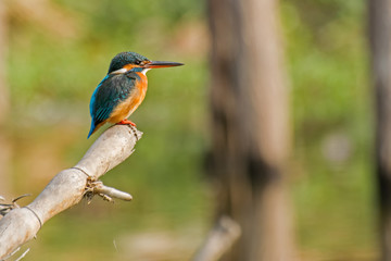 Common kingfisher (Alcedo atthis) sitting on tree branch