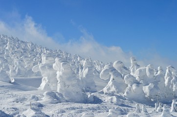 Fototapeta na wymiar 地蔵山の樹氷群