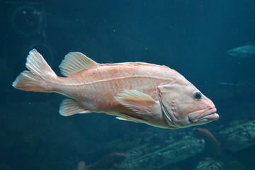 Big grouper underwater. Closeup view