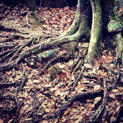 Tree Roots