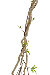 Dried liana plant with wild morning glory vine climbing isolated