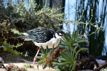 Small bird- Ibis bird