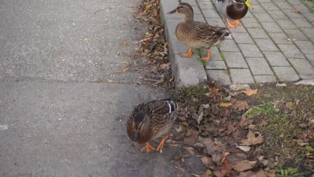 ducks on footpath 