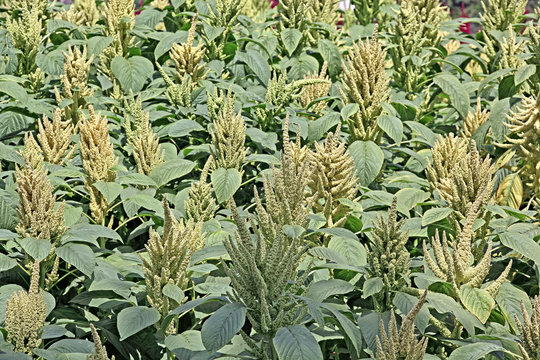 Indian green amaranth plants with seeds  in field. Amaranth is cultivated as leaf vegetables, cereals and ornamental plants. Genus is Amaranthus. Seeds are rich in proteins and amino acids.