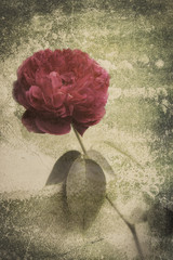 Rose Vintage Flowers In warm tones