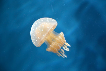 Spotted jellyfishes. Underwater scene