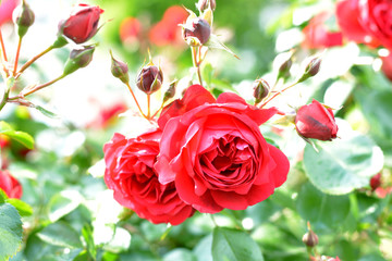 Red rose bush in the garden close up
