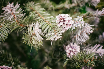 Fototapeta premium Artificial Christmas tree, fir cones with this.