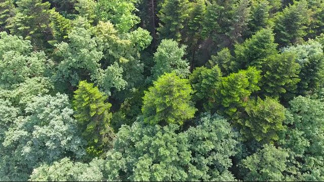 Aerial View. Flying over the beautiful mountain River and beautiful forest. Aerial camera shot.Ukraine