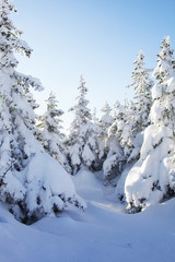 Snow-covered spruces. Winter forest. Ural landscape