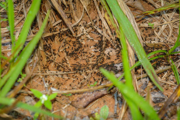 Ants colony traveling through the jungle