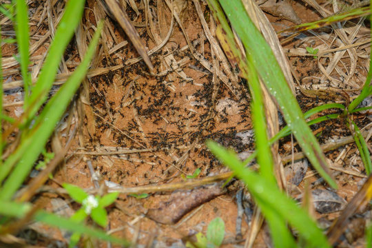 Ants colony traveling through the jungle