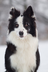 Border collie portrait in winter