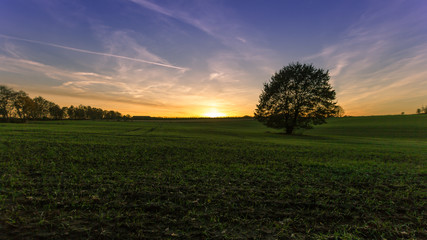Green Field with a lonely Tree at Sunset in Buxtehude, Lower Saxony, Germany