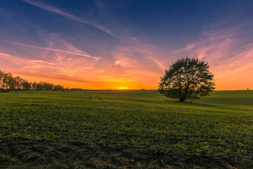 Green Field with a lonely Tree at Sunset in Buxtehude, Lower Saxony, Germany