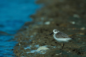 Spoon-billed sandpiper in nature Thailand