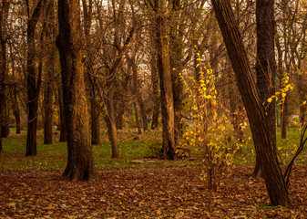 Colorful foliage in the autumn park. Golden leaves on branch, autumn wood with sun rays, beautiful landscape. Autumn. Fall. Autumnal Park. Autumn Trees and Leaves.